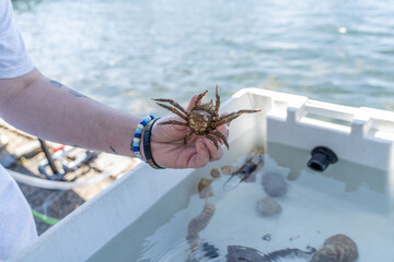 Common Spider Crab (Libinia emarginata) during science lesson. 