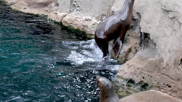 northern fur seal eared seals A young navy seal sits on a rock in the pool Vancouver Aquarium, BC, Canada