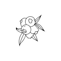 vector illustration of cherry fruit concept