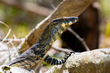 Beautiful goanna (varanus, monitor lizard) heats on the sun spotted in Venman Bushland National Park near Brisbane, Queensland, Australia
