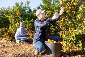 Focused farmer guy working in a fruit nursery plucks ripe tangerines, putting fruit in a busket