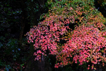 紅葉の秋