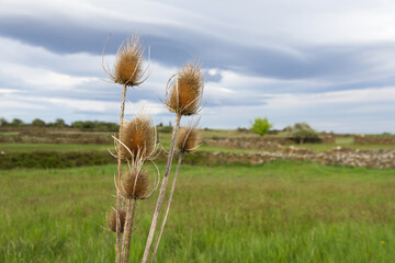 Dry thistle with blurred background scenery