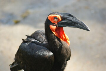 Southern Ground Hornbill