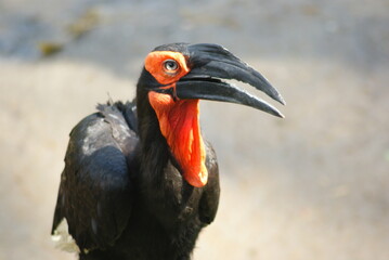 Southern Ground Hornbill