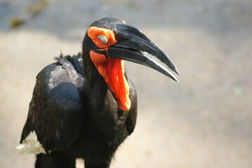 Southern Ground Hornbill