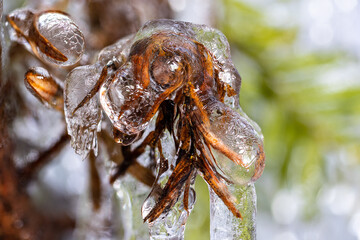 A thick coating of ice makes unusual detailed patterns on shrubbery after an ice storm