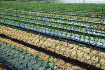 Green onions under cover material on the field