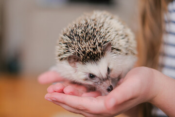 Hedgehog in the hands of a child on a blurred room background.Communication between children and animals.African pygmy hedgehog.