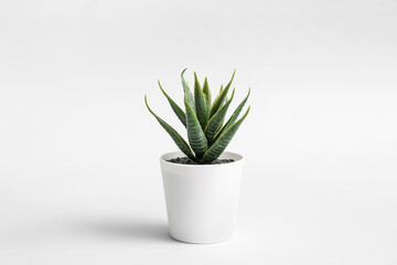 Artificial aloe on light background