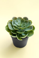 Artificial plant on beige background