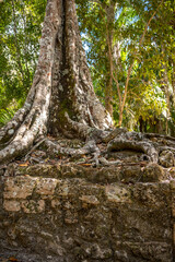 Fototapeta na wymiar Ancient mayan ruins of Chacchoben in the jungle near the cruise terminal at Costa Maya.
