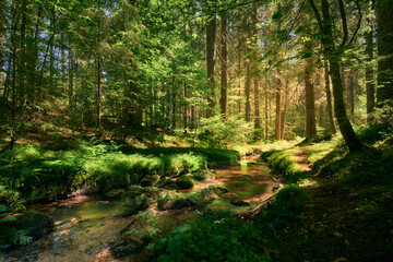 Ein Bach schlängelt sich durch den Wald. Sonnenlicht fällt vereinzelt auf den moorigen Waldboden.