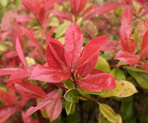 closeup of Japanese photinia leaves in the garden after the rain