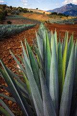 Agave plantation,one vanishing point perspective. 