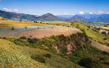 Beautiful agave field landscape with sky and mountains. Mexico.