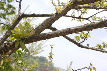 close up apricot tree branch in spring