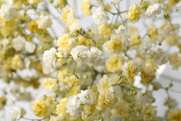 Many beautiful dyed gypsophila flowers, closeup view
