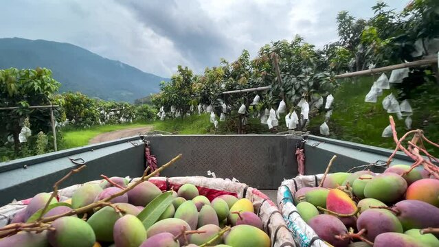 Mango harvest season, video of mangoes being transported by car, mango trees all over the mountains