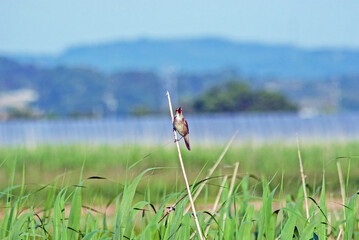 オオヨシキリ‐03