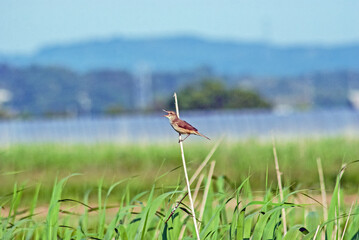 オオヨシキリ‐02