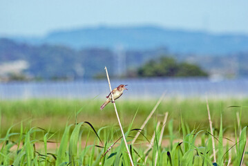 オオヨシキリ‐05