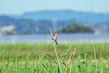 オオヨシキリ‐04