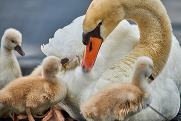 Beautiful white Swan with small Chicks on a lake, Mute swan,Cygnus olor