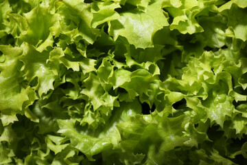 Fresh green lettuce as background, closeup. Salad greens