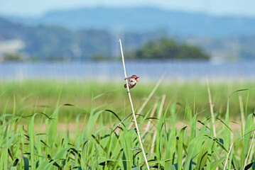 オオヨシキリ‐06