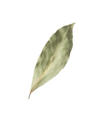 Fototapeta na wymiar One aromatic bay leaf isolated on white