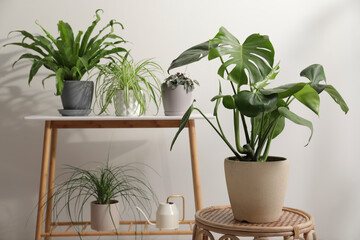 Green houseplants in pots near white wall, space for text