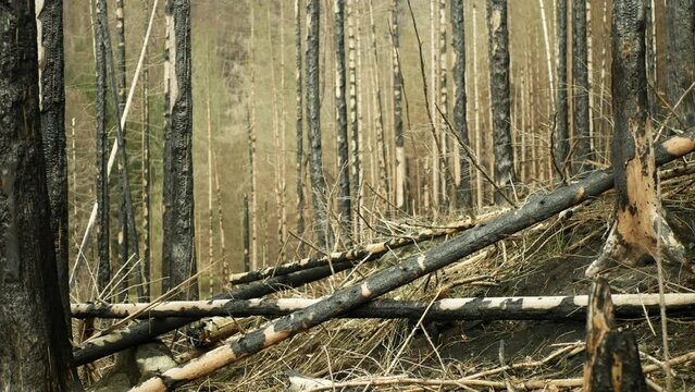 Forest fire after flame spruce wild drought dry black earth ground vegetation stand green natural disaster burnt down trees Bark beetle shot pest Ips typographus dead calamity wood danger Europe