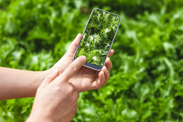 Gardener use smartphone take photos in salad farm. Smart agricultural farming concept