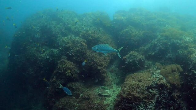 Under water film - Sail Rock island - Thailand - spotted spanis macrel fish an coral reef