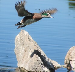 Wigeon Duck about to Land