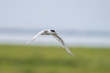 Forster's tern flying