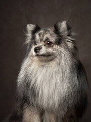 Fototapeta premium beautiful pincers of an unusual Merle color. Dog portrait in studio on brown canvas background