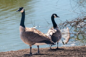 Geese