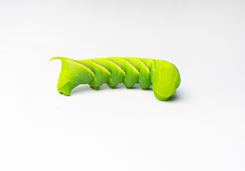 Green lumpy caterpillar isolated on the white background. Tomato hornworm caterpillar isolated