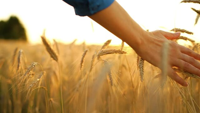 Female hand touches ripe ears of wheat at sunset. 