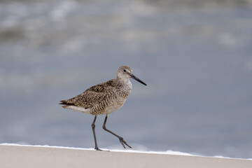Willet