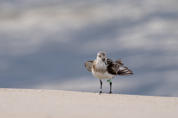 Sanderling with wings spread