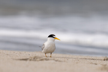 Least tern