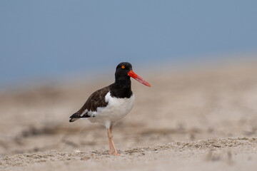 American oystercatcher