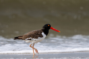 American oystercatcher