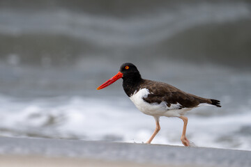 American oystercatcher