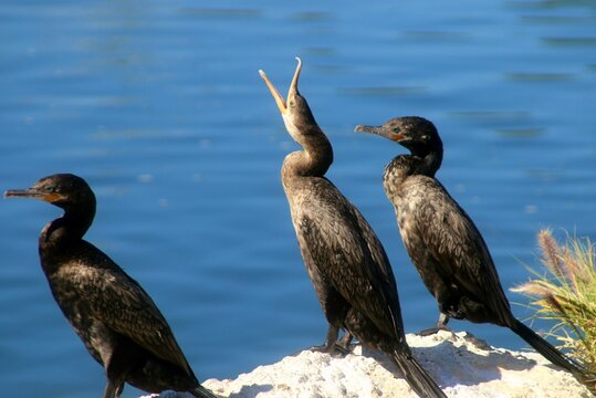 Cormorant Stretching Beak - Powered by Adobe