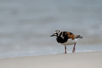 Ruddy turnstone on beach