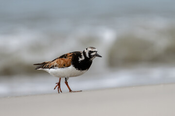 Ruddy turnstone on beach